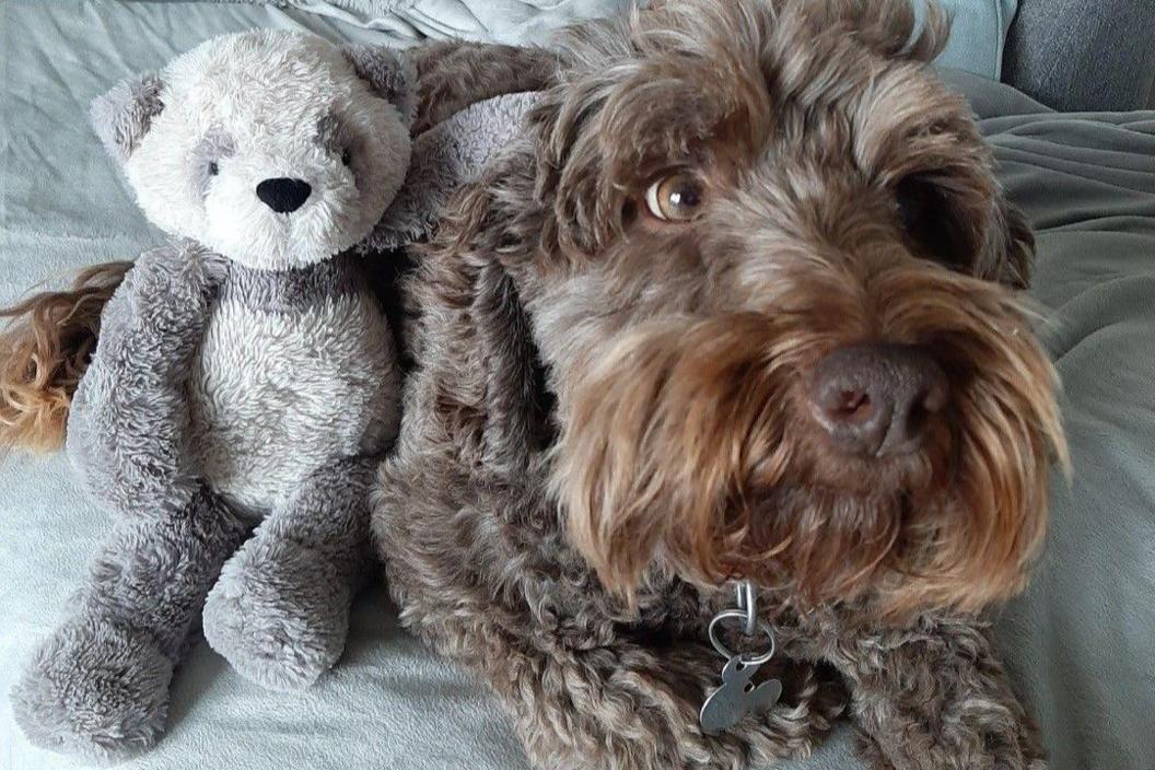 A grey and white teddy bear leaning against a brown cockapoo which is lying on a pale blue blanket