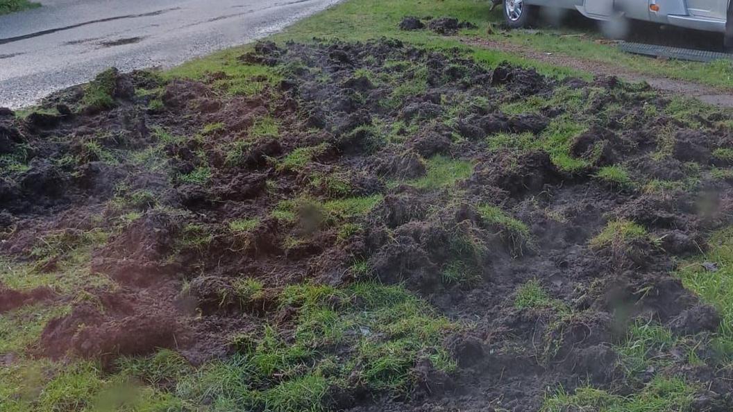 Close up of a lawn with piles of dug-up turf.