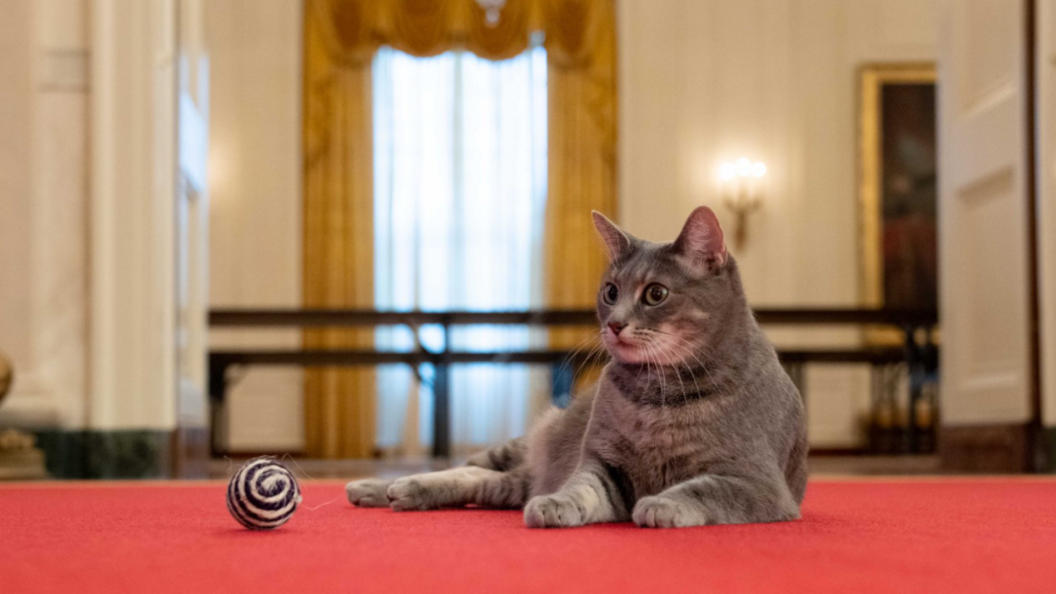 Willow, the White House's newest resident, in a photo shared online by Jill Biden