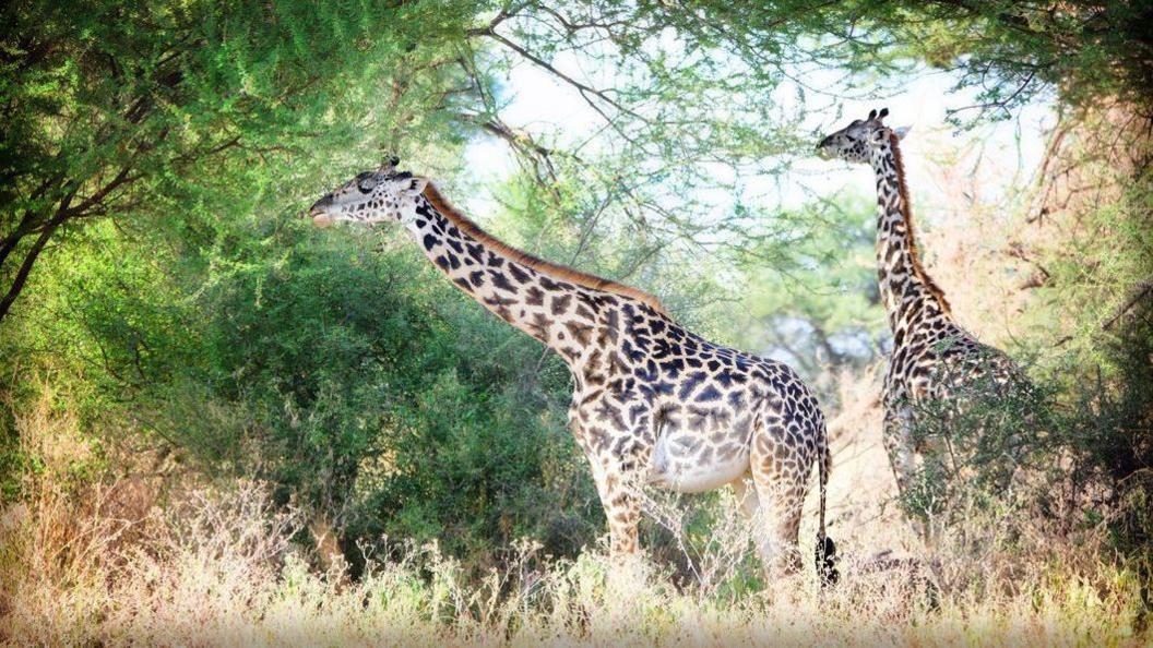 Two giraffe found while on walking tour in Tarangire National Park in Tanzania, nicely framed against the Acacia and Grass