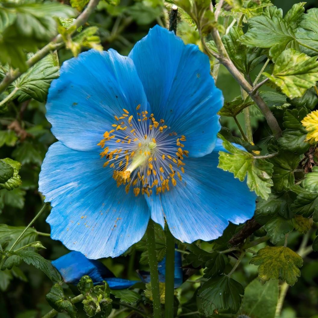 A flower with four large blue petals and dozens of small yellow seeds on thin white stalks in its centre. It is surrounded by green leaves.