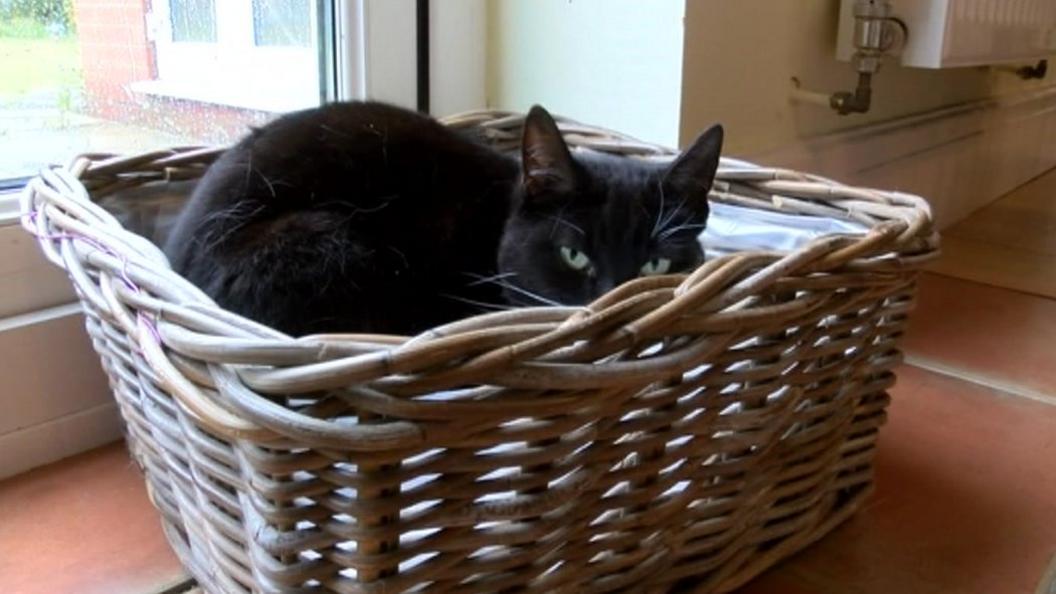 Black cat in a wicker basket