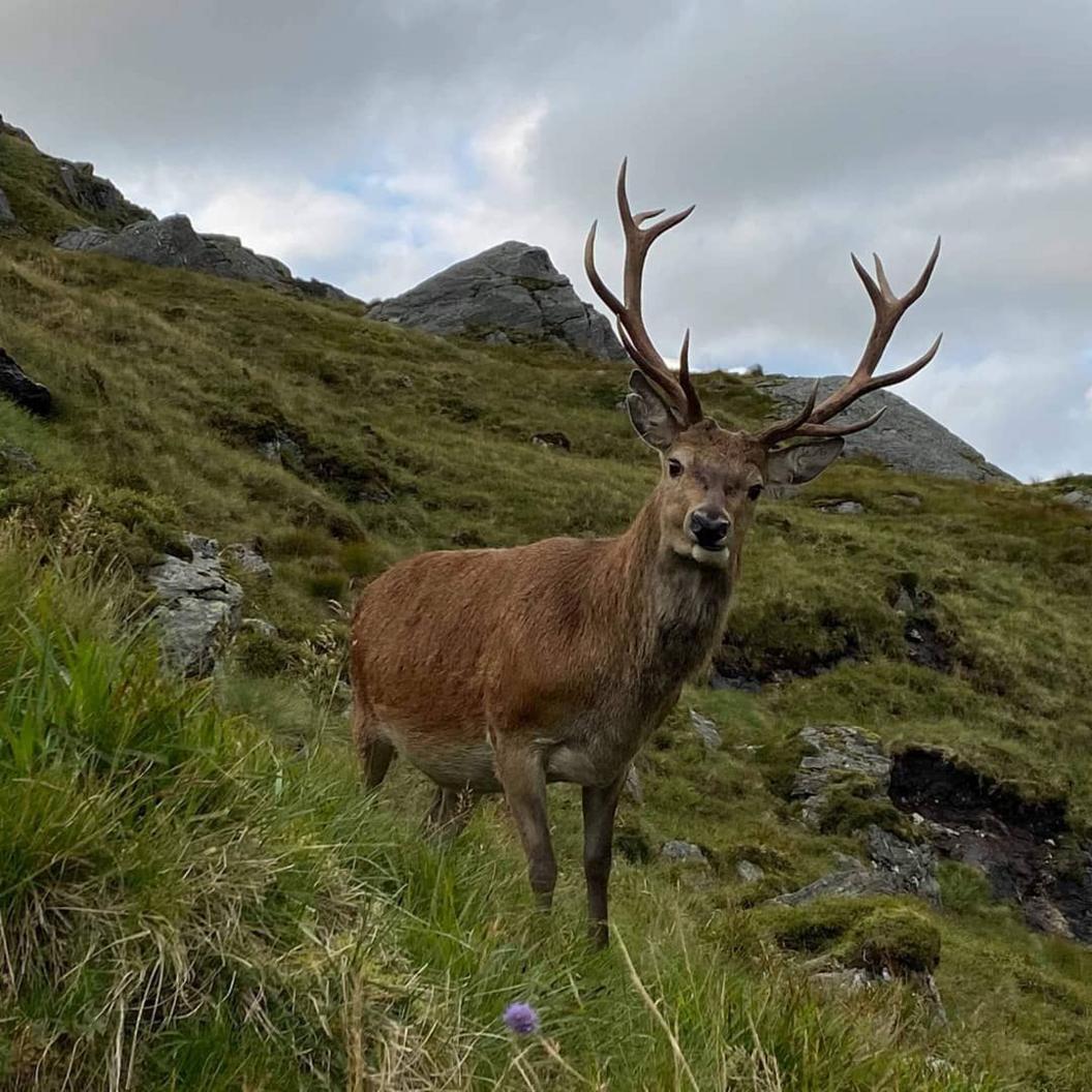 Stag on a hill