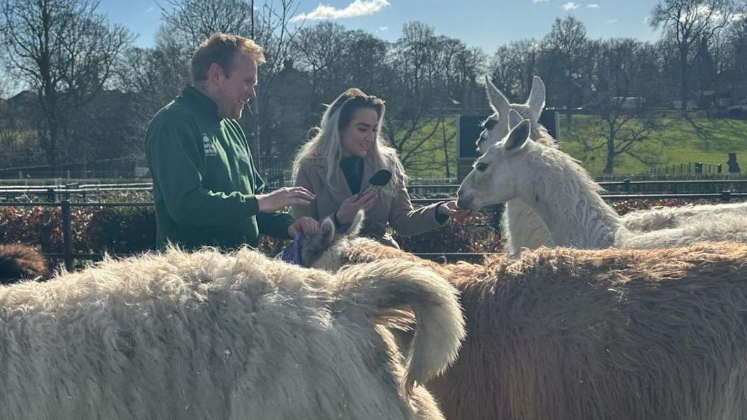 A man and woman pet llamas on a farm.