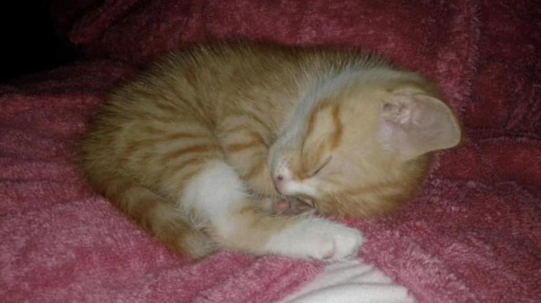 A curled up kitten sleeping on a pink throw