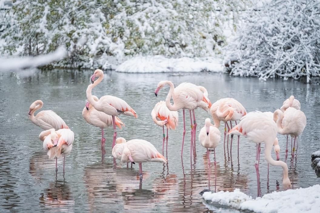 flamingos