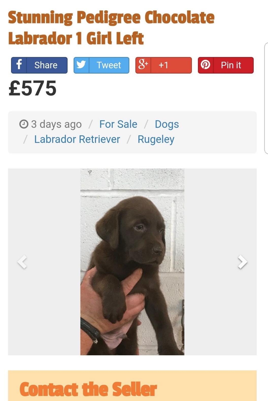 A screenshot of a website that shows a a picture of chocolate labrador underneath a headline that says "stunning pedigree chocolate labrador 1 girl left" with a price of £575 displayed above.