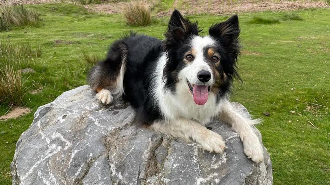 A brown, black and white border collie called Tarn. Tarn looks up at the camera with her mouth open and tongue hanging out and she is sat on a large rock.