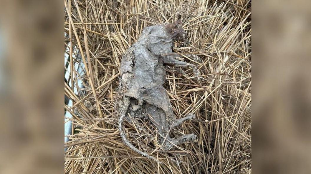 A mummified cat laying on some straw. It has no fur and some bones in its back can be seen.