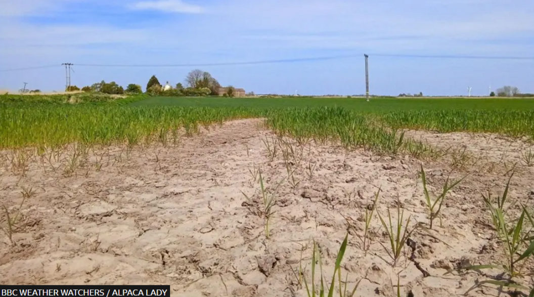 dry ground