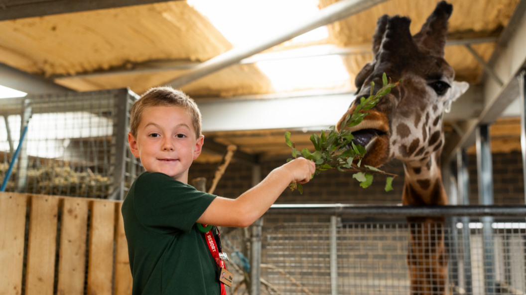A young boy in a green polo shirt and red layard, smiling at the camera. He is holding a bunch of green leaves which are being munched on by a spotty giraffe behind him. 