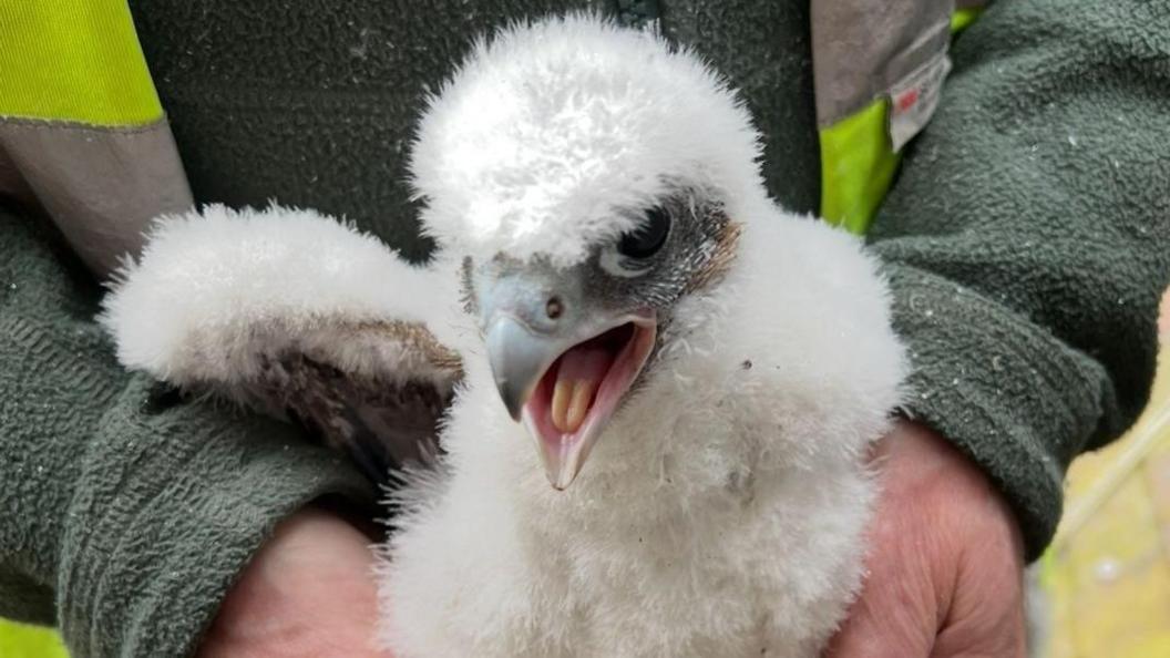A man holding a baby peregrine falcon bird, that has its mouth open and is white in colour, with fluffy feathers. It has a cream tongue and a grey face.