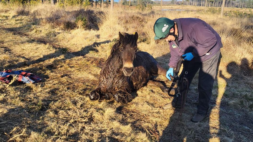 The pony, having been pulled out of the marshland, is sat next to a person who is leaning over him.