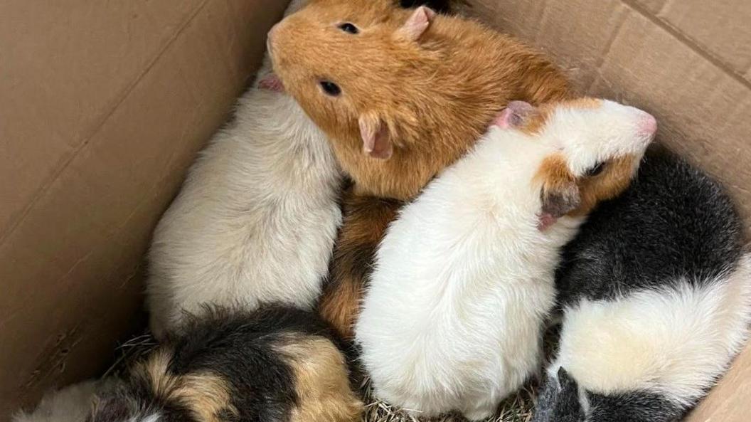 Guinea pigs in a box