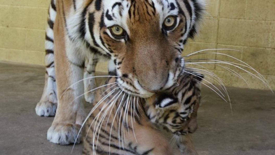 A cub being picked up by its mother