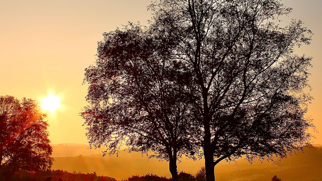 Tree in front of sunrise