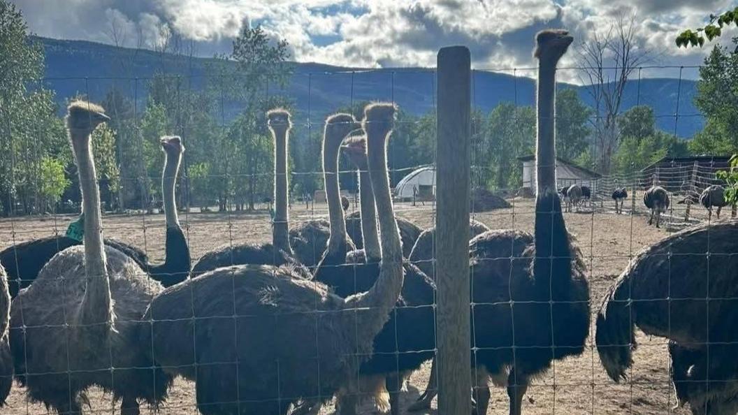 Ostriches at Universal Ostrich Farm in British Columbia.