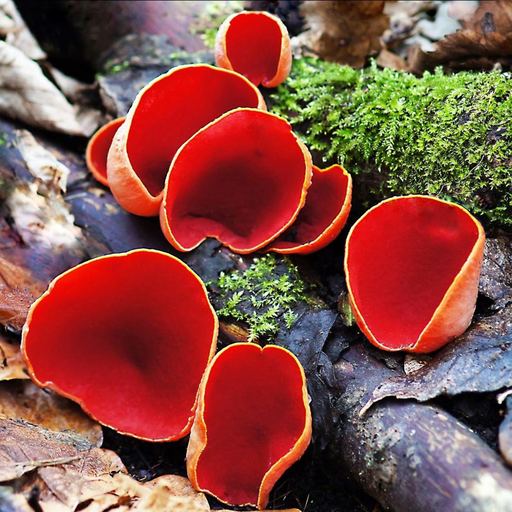 Elf Cups, which are bright orange cup-shaped fungi grow along a branch which also has green moss on it.