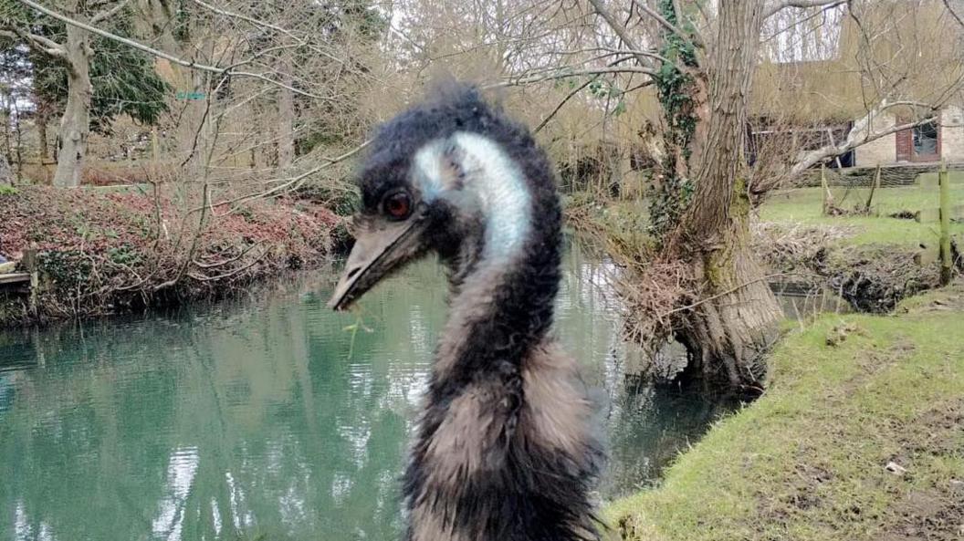 Emu with black and white fur stood near river on grass verge.