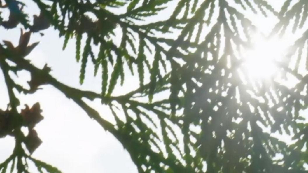 Sun shining through leaves