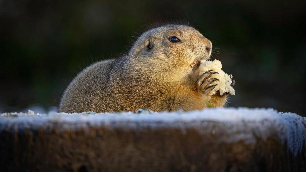 a close up of a prairie dog eating some food in the snow.