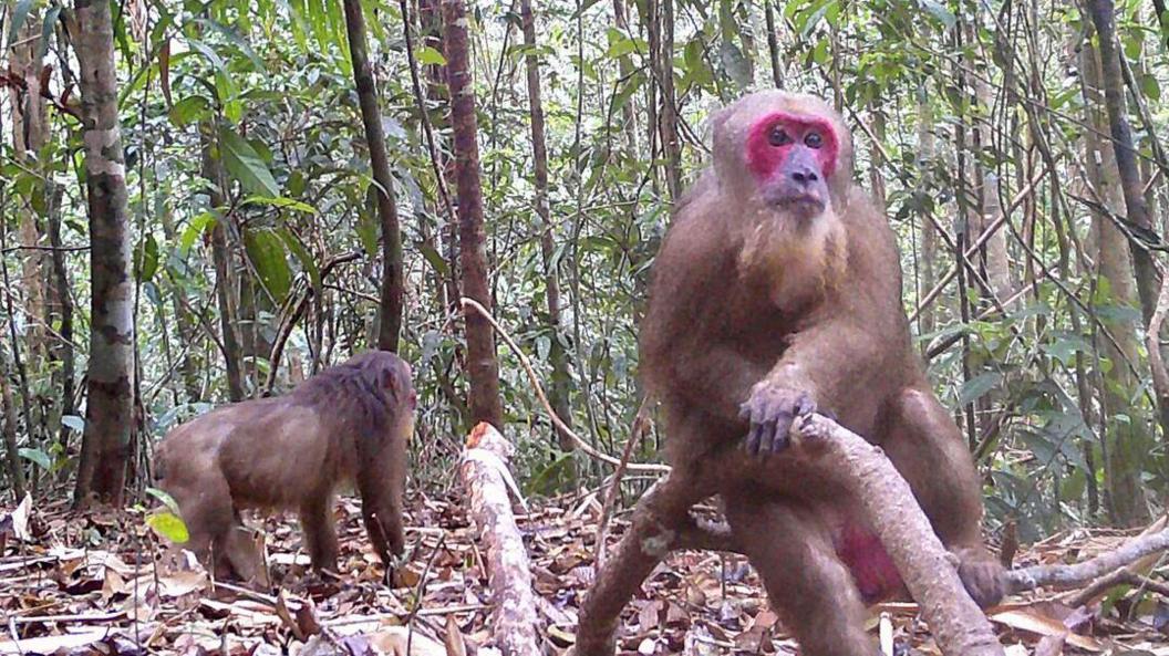 Two macaques in a forest