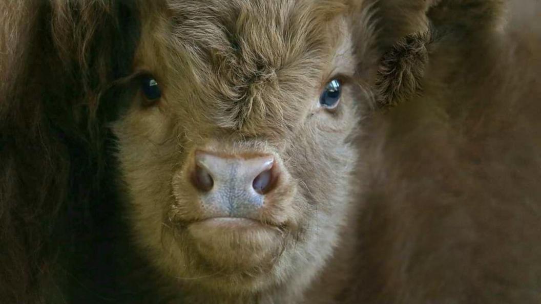 Close up of a sandy brown coloured Highland cow calf