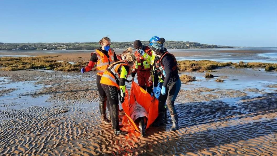 British Divers Marine Life Rescue transporting 