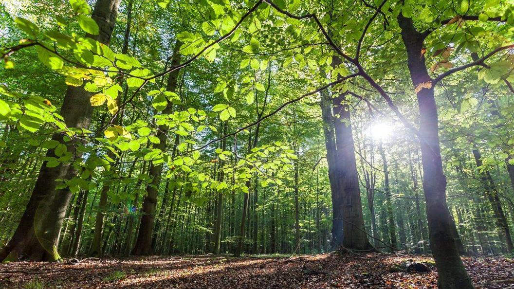 Low angle view of beech forest in the springtime in the Cotswolds. 