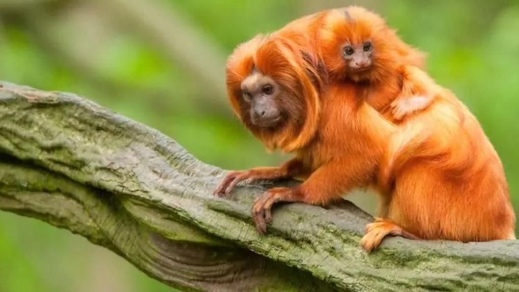 A golden lion tamarin and a baby on a tree branch