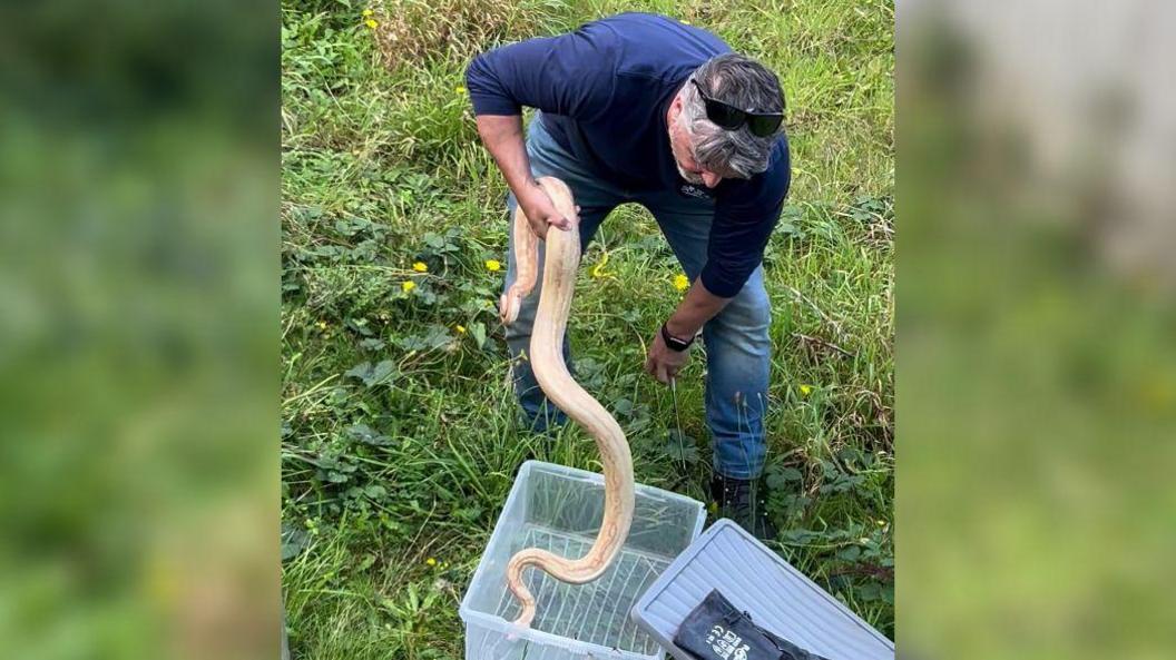 Ben Giles standing in a garden wearing blue jeans, hiking boots, a long sleeved navy top and sunglasses on his head. He is holding the snake in one hand and bending down to put it in a clear plastic tub which is laying on the grass. 