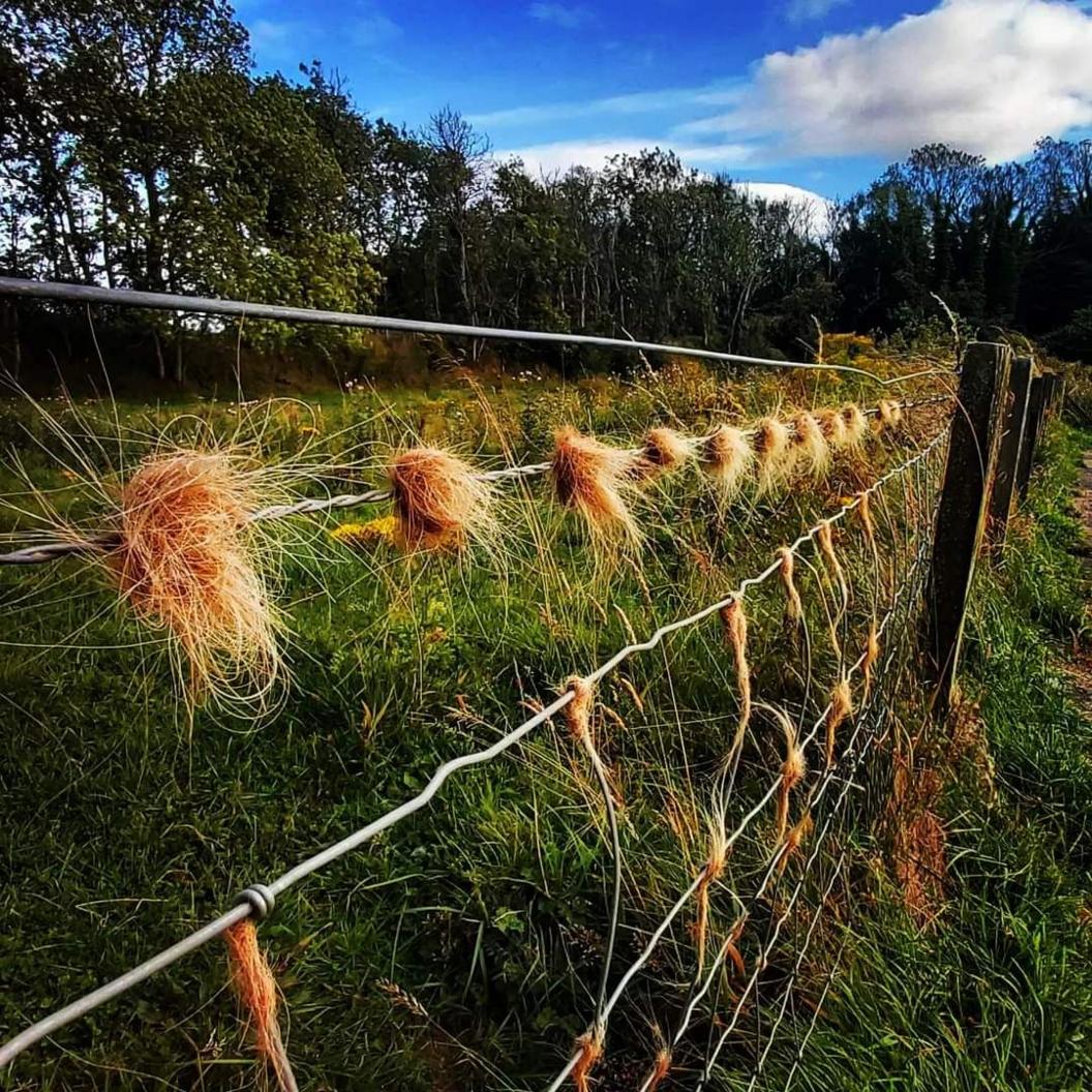 Spiked fence with remnants of cow fur on the spiked parts