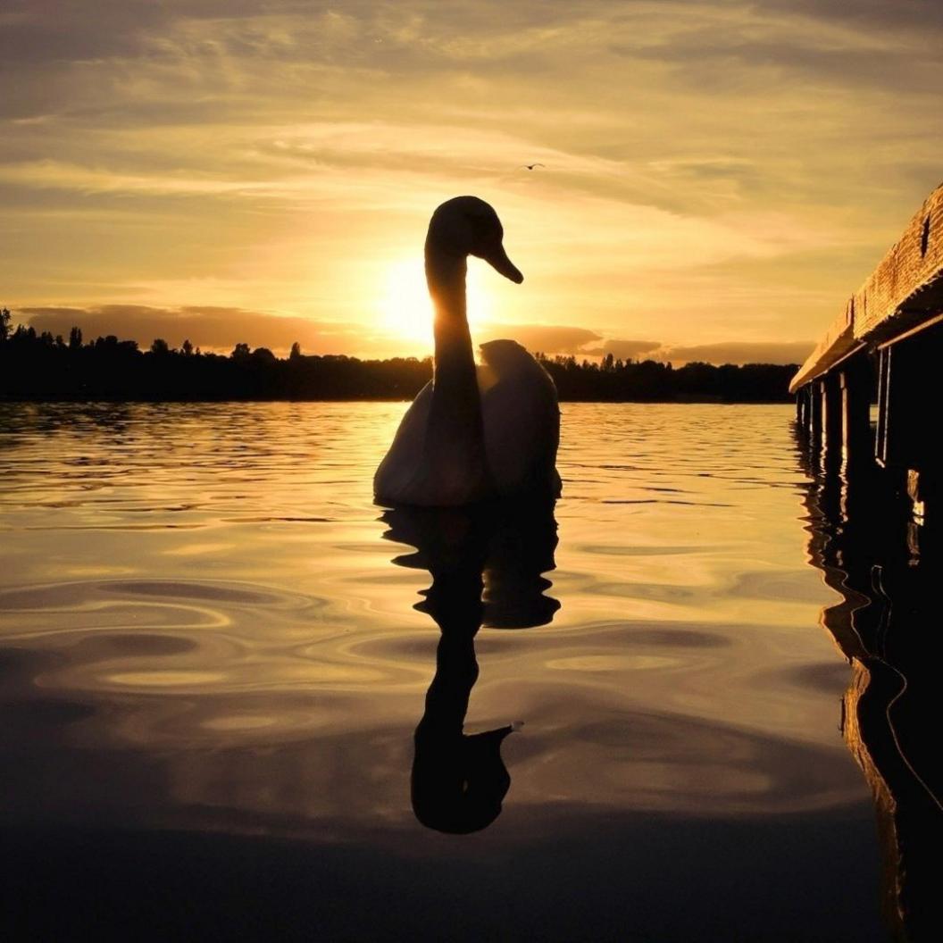 A swan on a pool at sunset. The swan is reflected in the water