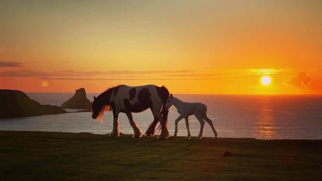 Two horses walking on a cliff edge at sun down with the sun setting behind them