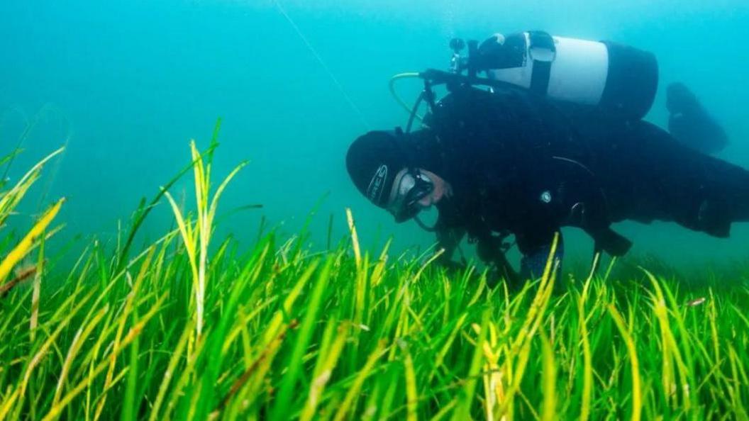 An underwater shot.  Vivid green seagrass at the bottom of the picture with a diver hovering above.