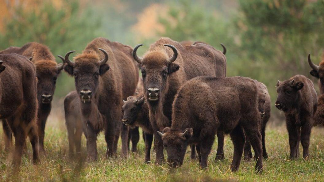 Bison.