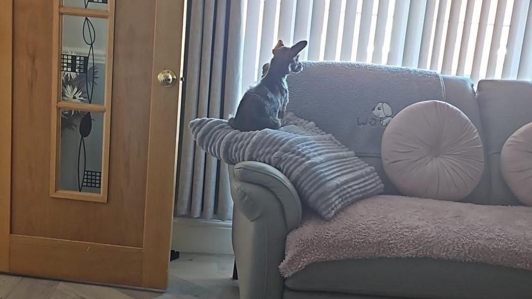The back of an animal sat on a cushion on a sofa with its ears pricked up looking out the window.