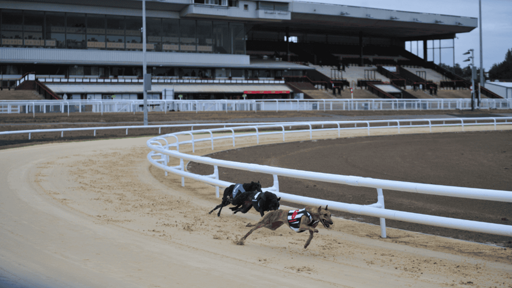 Three greyhounds race around the track at the new venue. They are running on sand with white curved railings on the inside of the track. One dog is brown the others are black. A large stadium can be seen in the background.