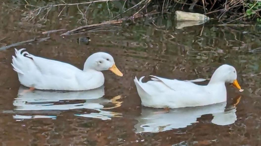 The injured duck (left)