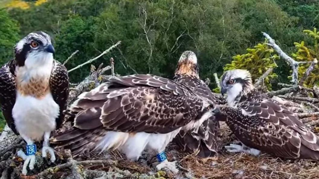 A webcam image of the ospreys in their nest, with scenic fields and trees in the background. On the left in the foreground is the osprey is that is about to take flight