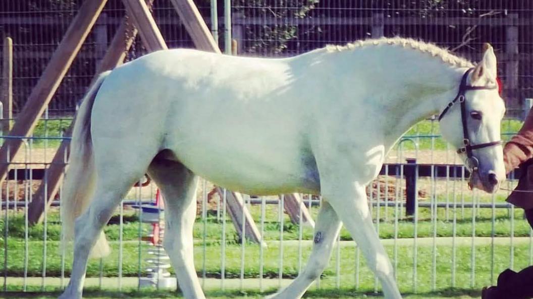 Bess is pictured being lead by the reins by a person out of shot. She wears just a black bridle. 