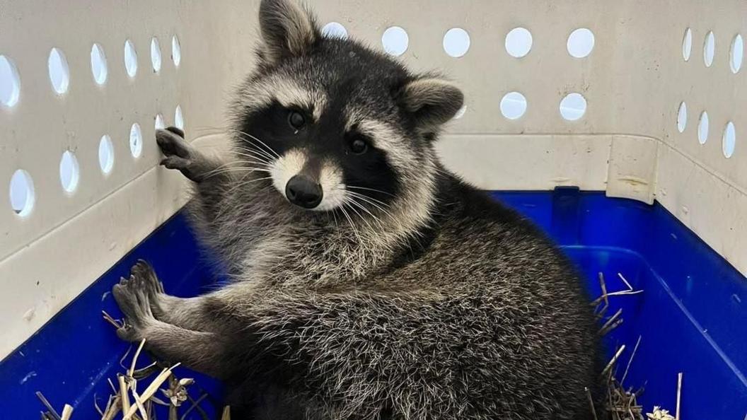 A raccoon with a black and white face, a black nose and grey fur sits inside a container having been rescued. 