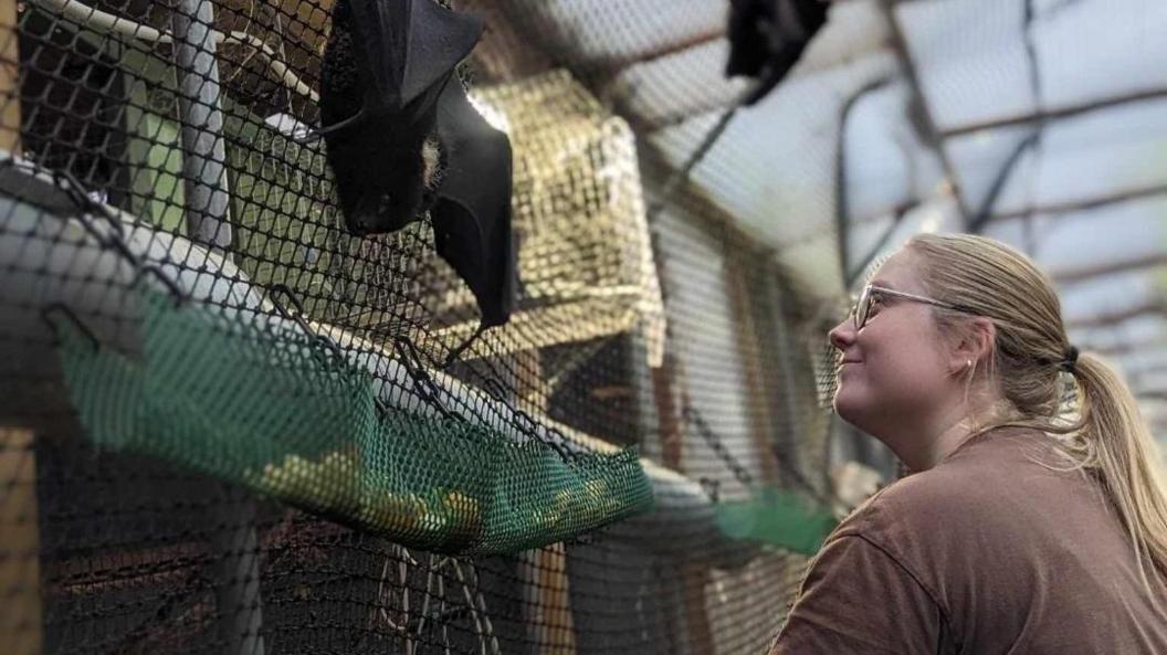 Mammal Keeper Nicola Shaw is looking at the bats on the netting.