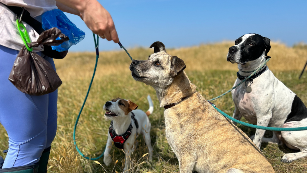 Three dogs in a field looking up at a dog walker carrying a dog poo bag