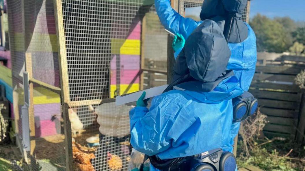 Two people in bright-blue hazmat suits work on a cage full of chickens.