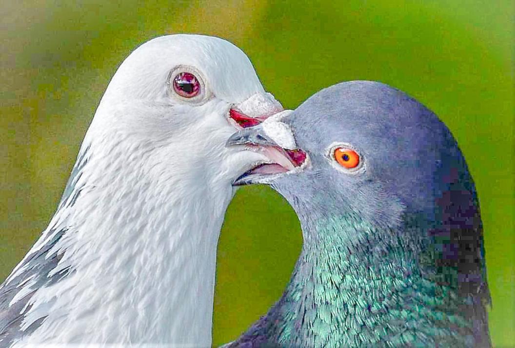 Two pigeons lock beaks at the walkway to Dumbarton Rock, snapped by Kyle Crawford. One is white and the other is grey and green.