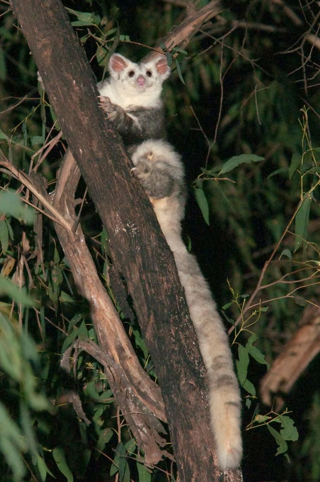 southern-species-of-greater-glider