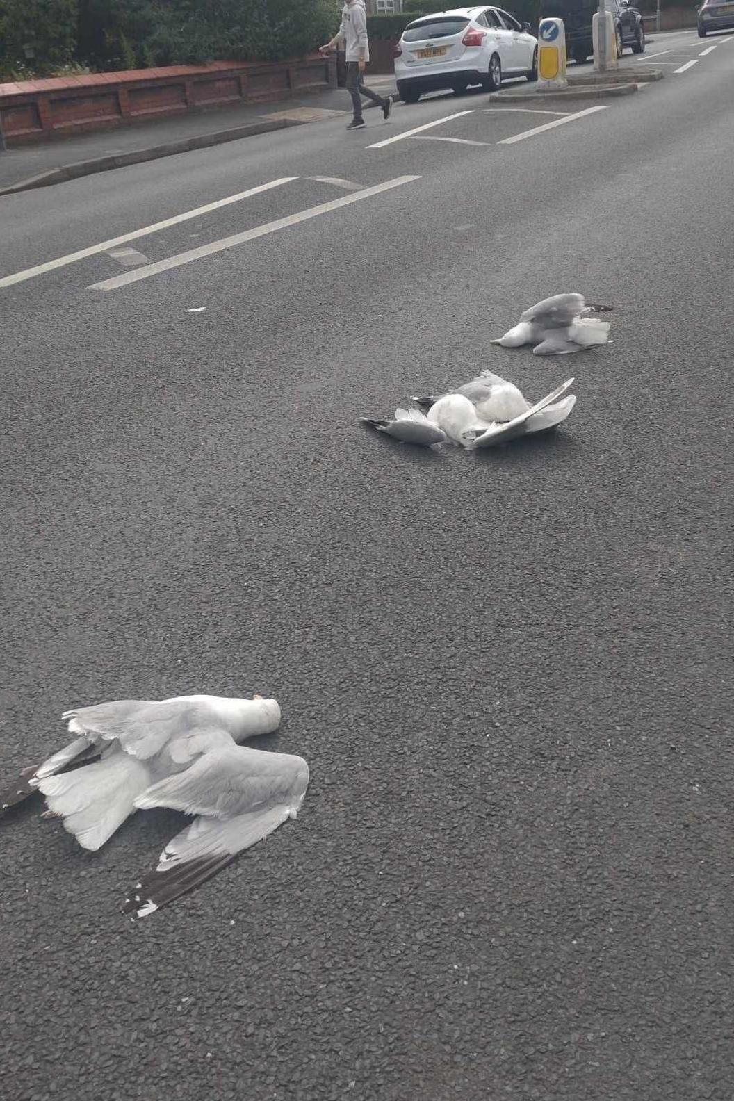Three seagulls lying dead on a road after being hit by a car.  One is lying in the foreground with a wing splayed to the right, the other two are a bit further away and closer together, one lying on its back and the other on its side. There is a traffic island, a car and a pedestrian visible in the background.  