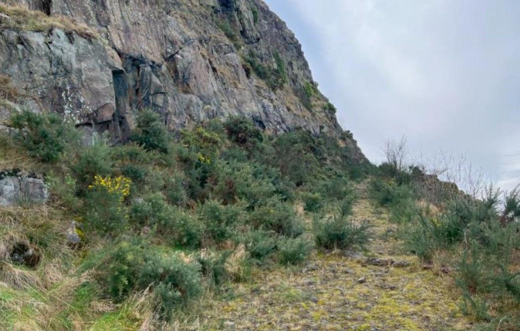 The overgrown Radical Road path next to the rockface of the Salisbury Crags