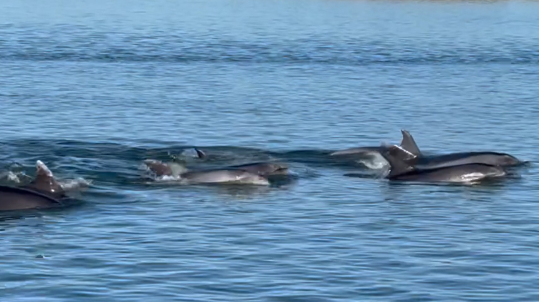 Five dolphins swim in open water. Their heads and fins are visible and they are swimming in a pod.